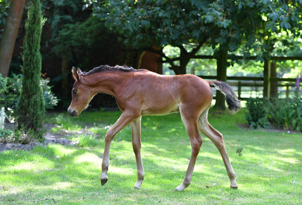 NK Nay (NK Nabhan X NK Nawal) 2017 filly