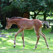 NK Nay (NK Nabhan X NK Nawal) 2017 filly