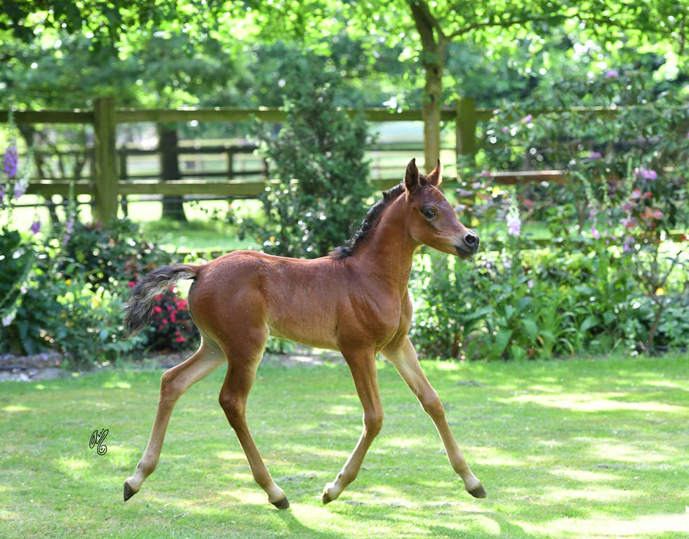  NK Nay (NK Nabhan X NK Nawal) 2017 filly