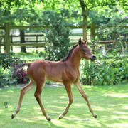  NK Nay (NK Nabhan X NK Nawal) 2017 filly