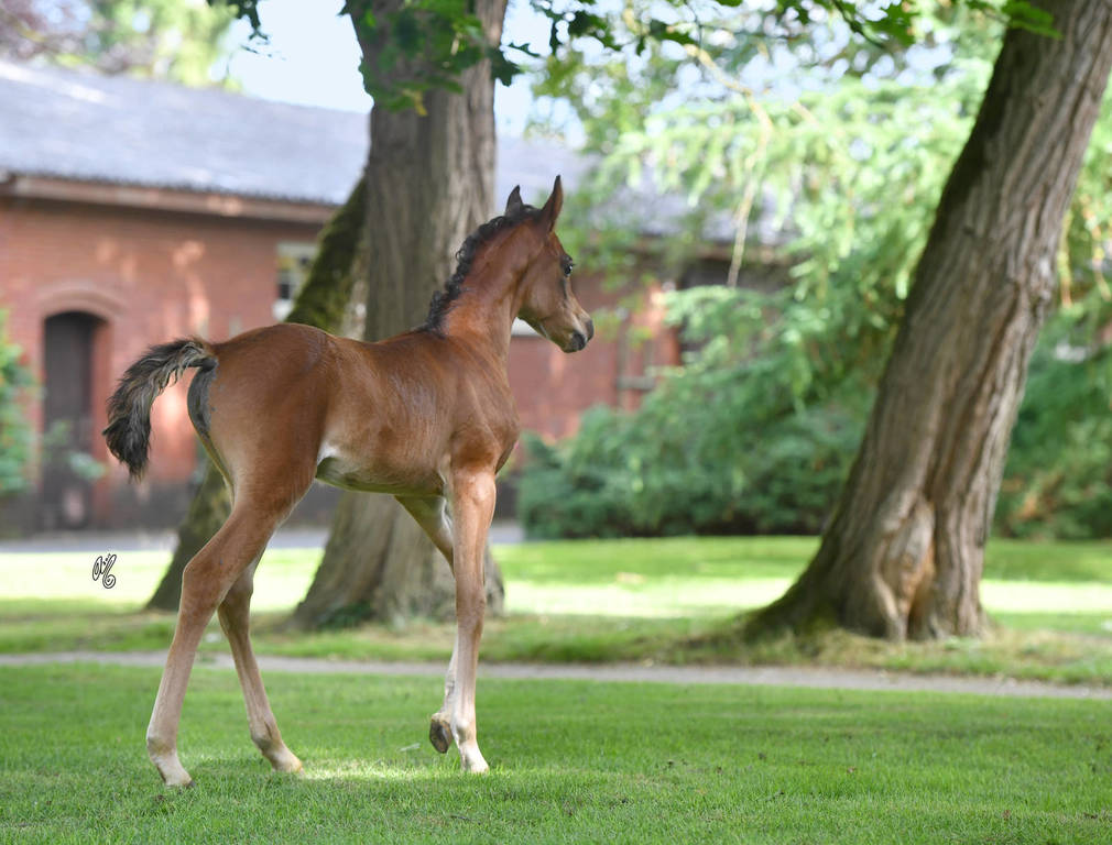 NK Nay (NK Nabhan X NK Nawal) 2017 filly