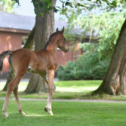 NK Nay (NK Nabhan X NK Nawal) 2017 filly