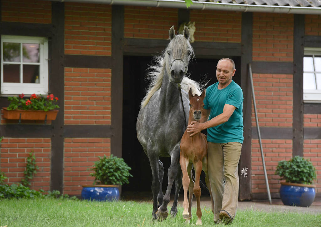 NK Naamat (NK Nabhan X NK Nachita) 2017 filly