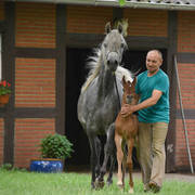 NK Naamat (NK Nabhan X NK Nachita) 2017 filly