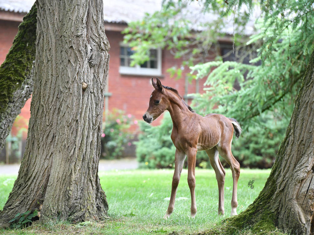 NK Naamat (NK Nabhan X NK Nachita) 2017 filly