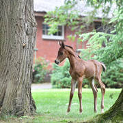 NK Naamat (NK Nabhan X NK Nachita) 2017 filly