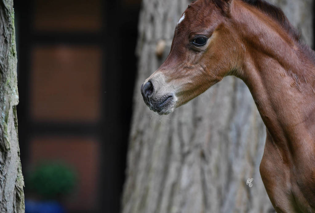 NK Naamat (NK Nabhan X NK Nachita) 2017 filly