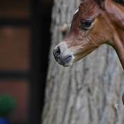 NK Naamat (NK Nabhan X NK Nachita) 2017 filly