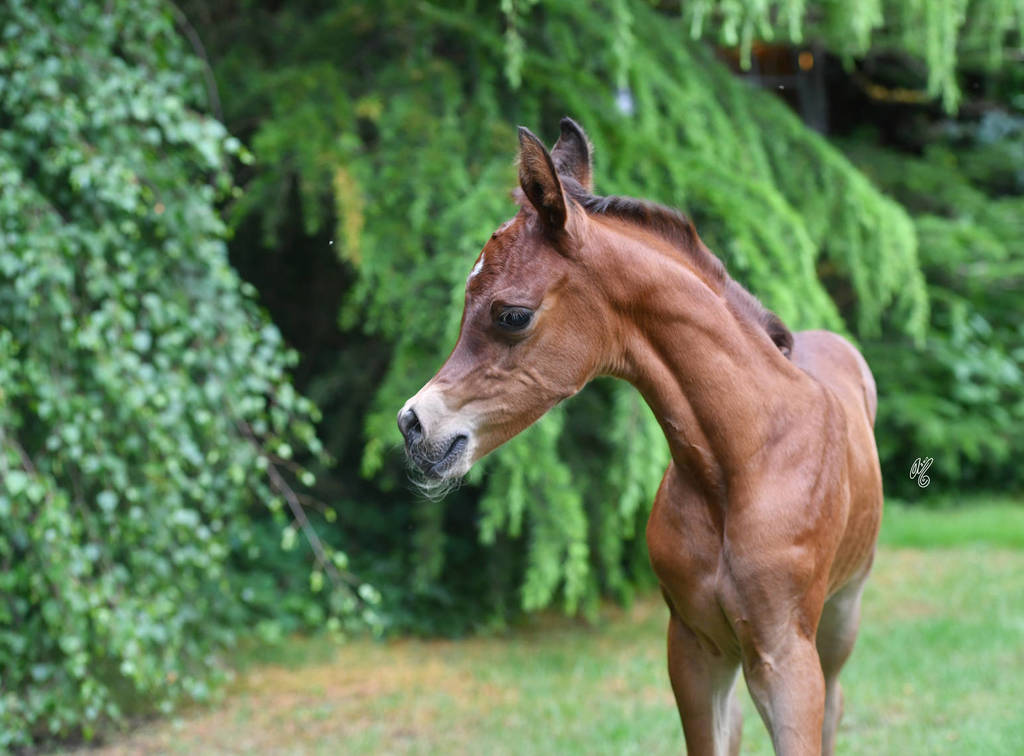 NK Naamat (NK Nabhan X NK Nachita) 2017 filly