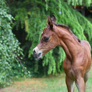 NK Naamat (NK Nabhan X NK Nachita) 2017 filly