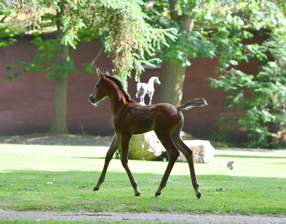 NK Naamat (NK Nabhan X NK Nachita) 2017 filly