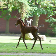NK Naamat (NK Nabhan X NK Nachita) 2017 filly