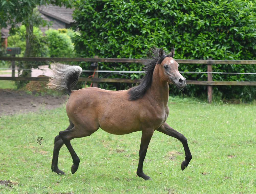 NK Lofty (NK Nadeer X NK Lina) yearling colt