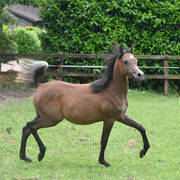 NK Lofty (NK Nadeer X NK Lina) yearling colt