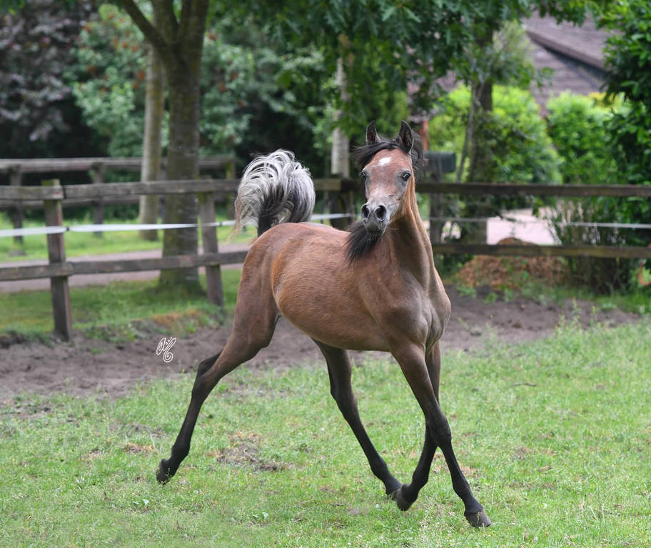 NK Nouroudine (NK Nabhan X NK Lubna) yearling colt
