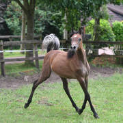 NK Nouroudine (NK Nabhan X NK Lubna) yearling colt