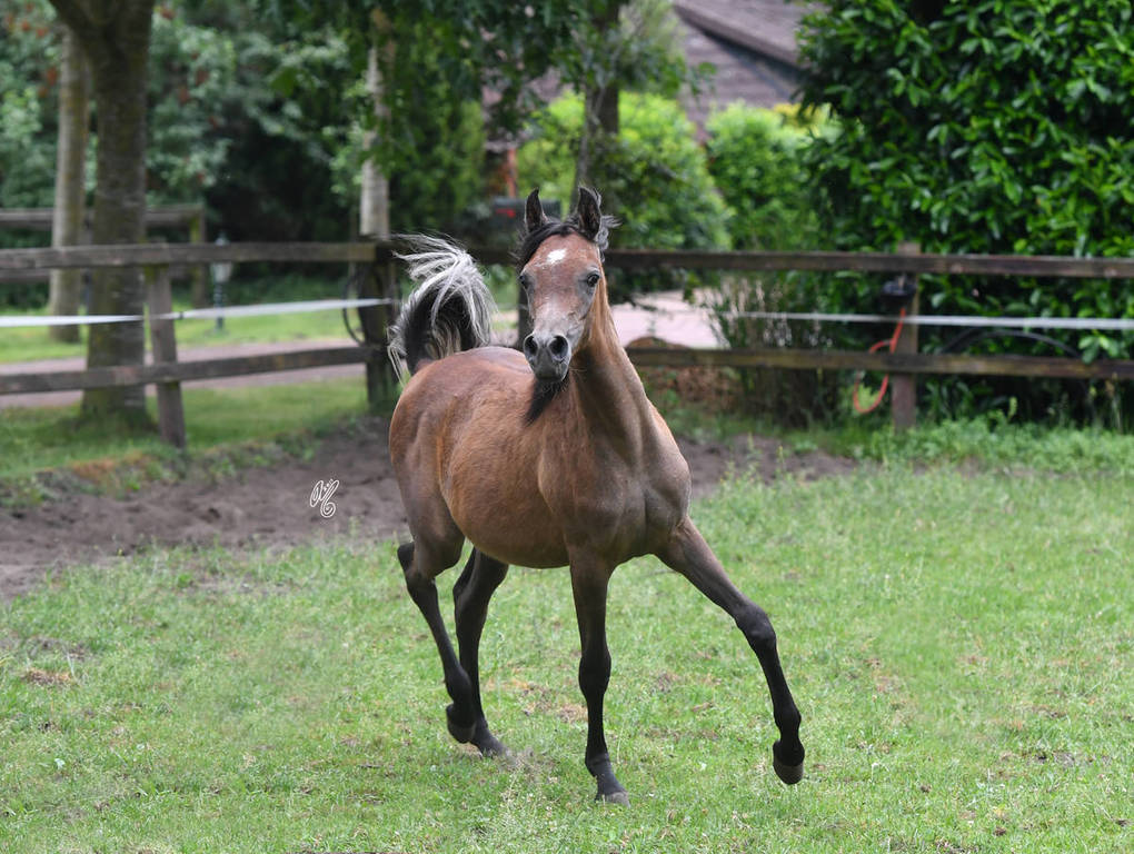 NK Nouroudine (NK Nabhan X NK Lubna) yearling colt
