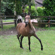 NK Nouroudine (NK Nabhan X NK Lubna) yearling colt