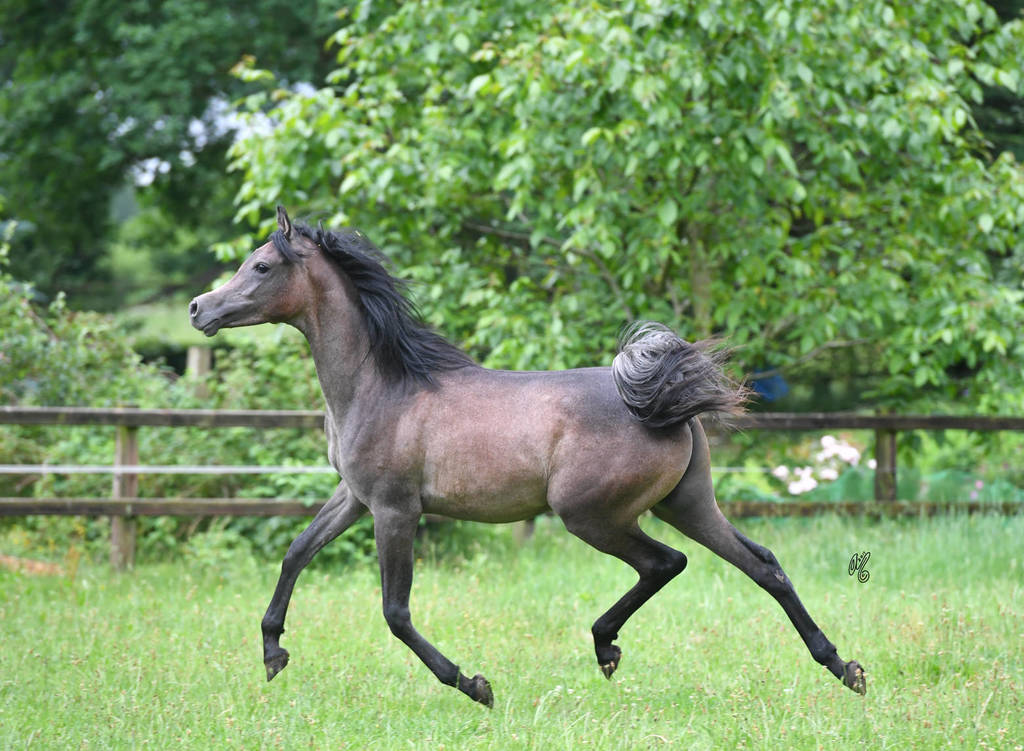  NK Nouroudine (NK Nabhan X NK Lubna) yearling colt