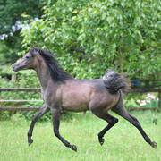  NK Nouroudine (NK Nabhan X NK Lubna) yearling colt