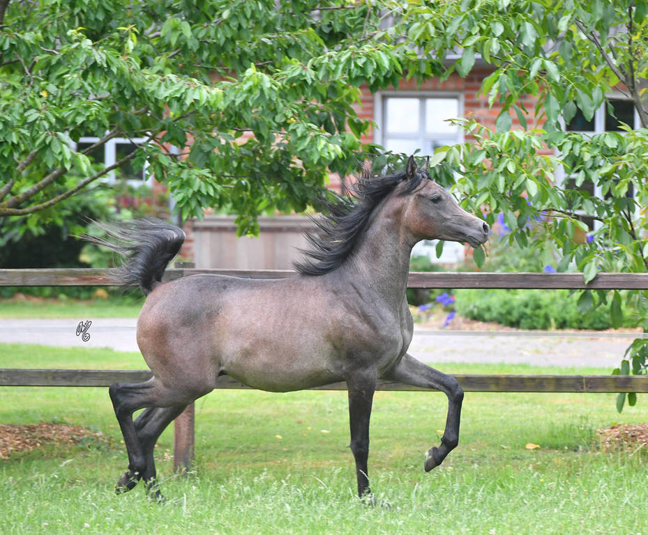 NK Nouroudine (NK Nabhan X NK Lubna) yearling colt