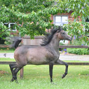 NK Nouroudine (NK Nabhan X NK Lubna) yearling colt