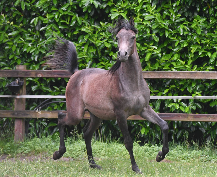 NK Nouroudine (NK Nabhan X NK Lubna) yearling colt