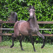 NK Nouroudine (NK Nabhan X NK Lubna) yearling colt