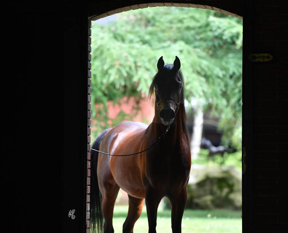 NK Nizam (NK Hafid Jamil X NK Nadirah) 2014 stallion