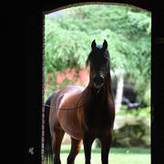 NK Nizam (NK Hafid Jamil X NK Nadirah) 2014 stallion