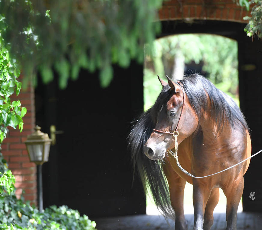 NK Nizam (NK Hafid Jamil X NK Nadirah) 2014 stallion