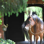 NK Nizam (NK Hafid Jamil X NK Nadirah) 2014 stallion