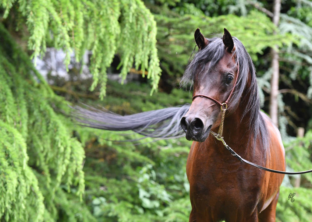 NK Nizam (NK Hafid Jamil X NK Nadirah) 2014 stallion