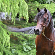 NK Nizam (NK Hafid Jamil X NK Nadirah) 2014 stallion