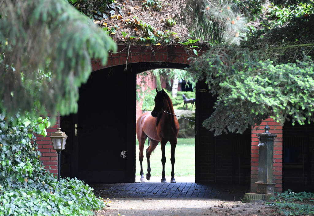 NK Nabhan (NK Nadeer X NK Nerham) 2013 stallion