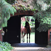 NK Nabhan (NK Nadeer X NK Nerham) 2013 stallion