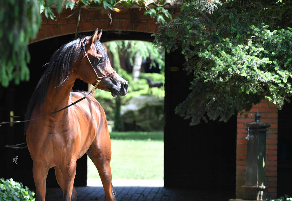  NK Nabhan (NK Nadeer X NK Nerham) 2013 stallion