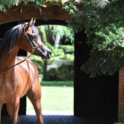  NK Nabhan (NK Nadeer X NK Nerham) 2013 stallion