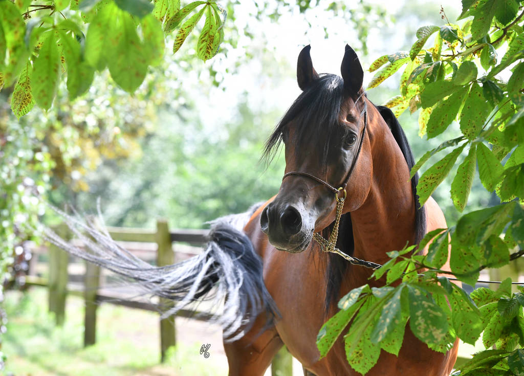 NK Nabhan (NK Nadeer X NK Nerham) 2013 stallion
