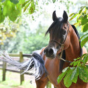 NK Nabhan (NK Nadeer X NK Nerham) 2013 stallion
