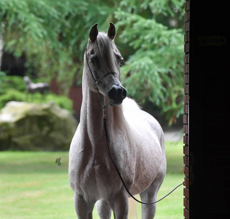 NK Nadeer (NK Hafid Jamil X NK Nadirah) 2005 stallion