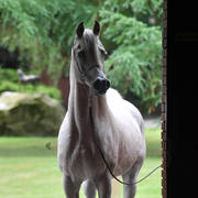 NK Nadeer (NK Hafid Jamil X NK Nadirah) 2005 stallion
