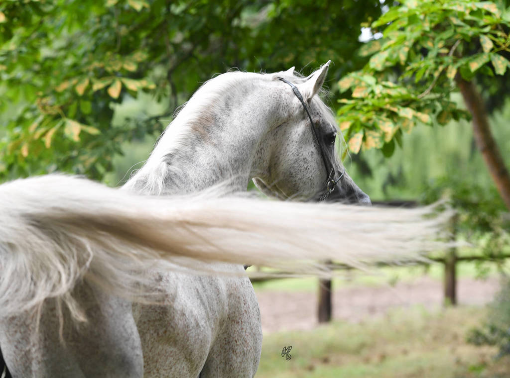 NK Nadeer (NK Hafid Jamil X NK Nadirah) 2005 stallion