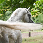 NK Nadeer (NK Hafid Jamil X NK Nadirah) 2005 stallion