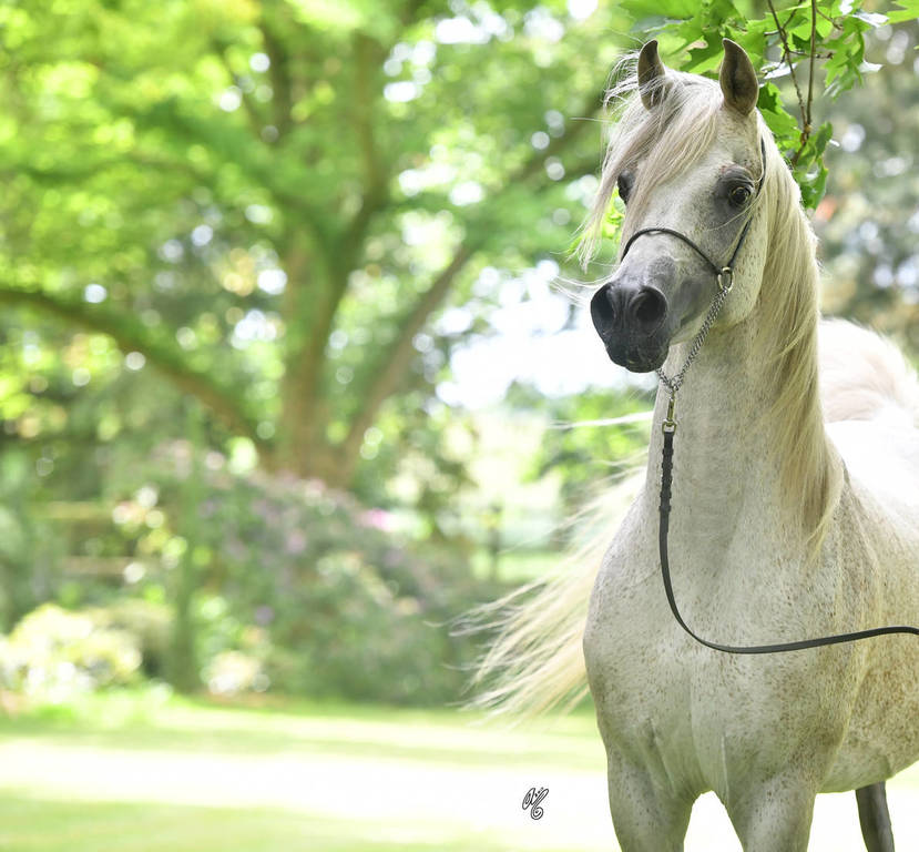 NK Nadeer (NK Hafid Jamil X NK Nadirah) 2005 stallion