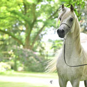 NK Nadeer (NK Hafid Jamil X NK Nadirah) 2005 stallion