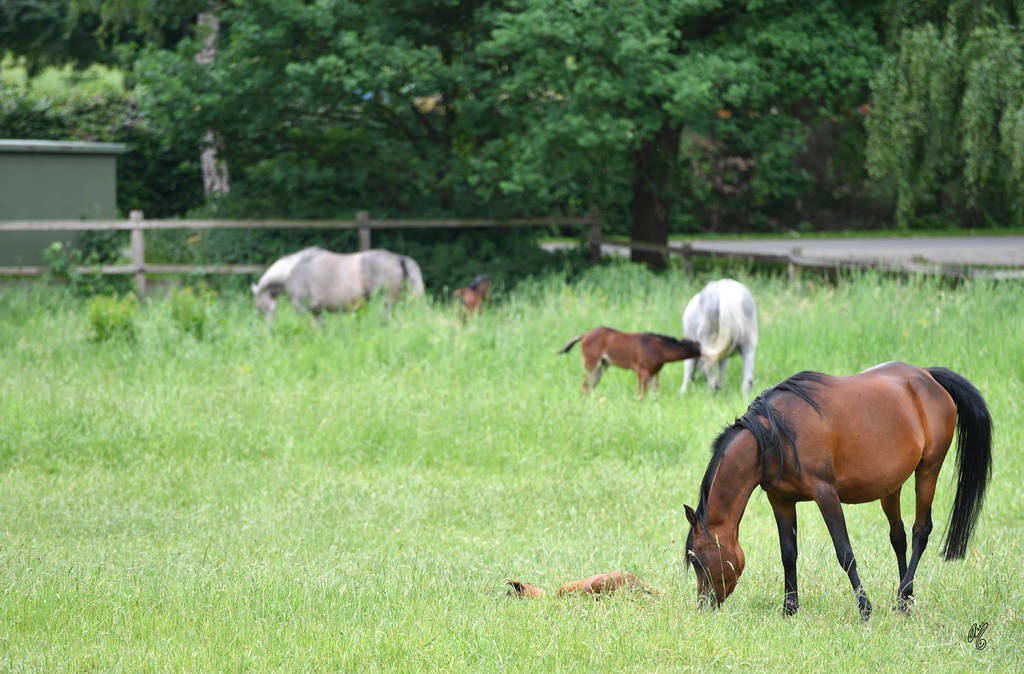Lisa Abraham: Katharinenhof Stud 2017: A Photographic Essay