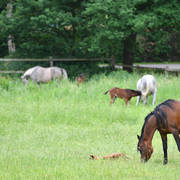 Lisa Abraham: Katharinenhof Stud 2017: A Photographic Essay