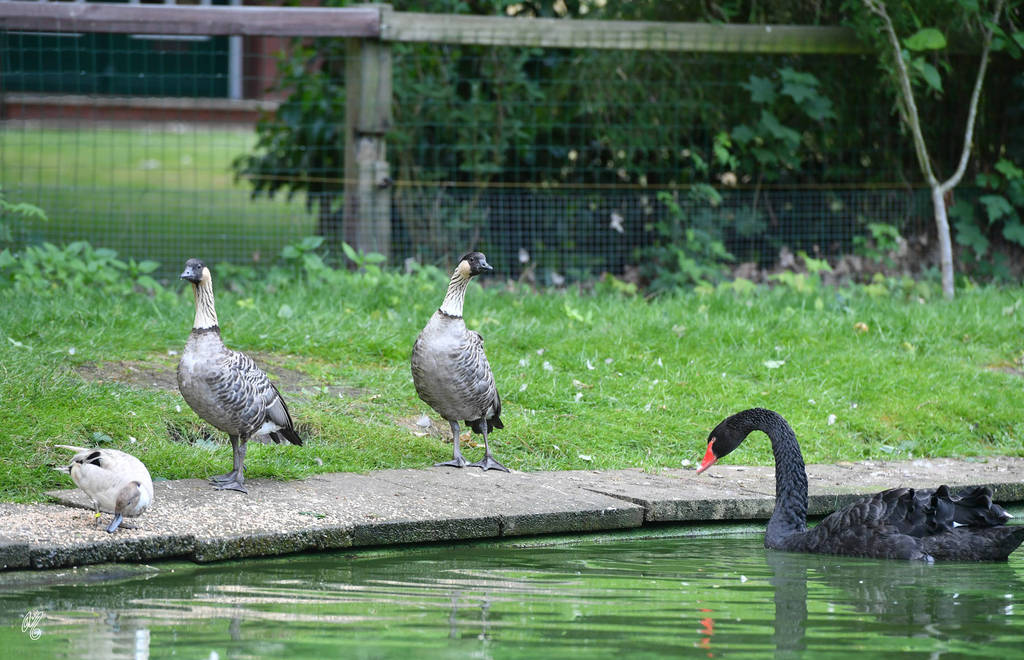 Lisa Abraham: Katharinenhof Stud 2017: A Photographic Essay