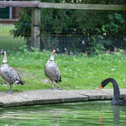 Lisa Abraham: Katharinenhof Stud 2017: A Photographic Essay